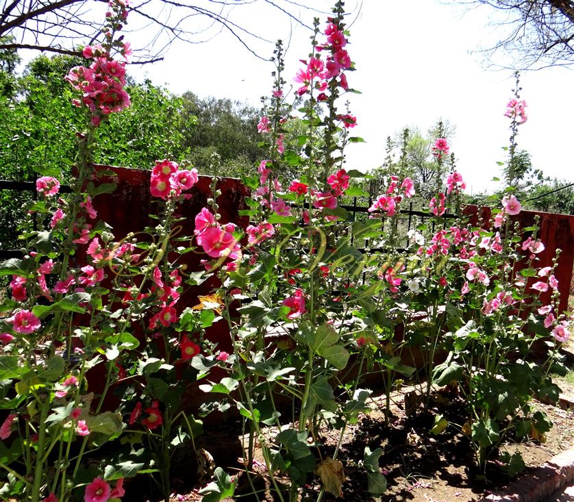  Plants